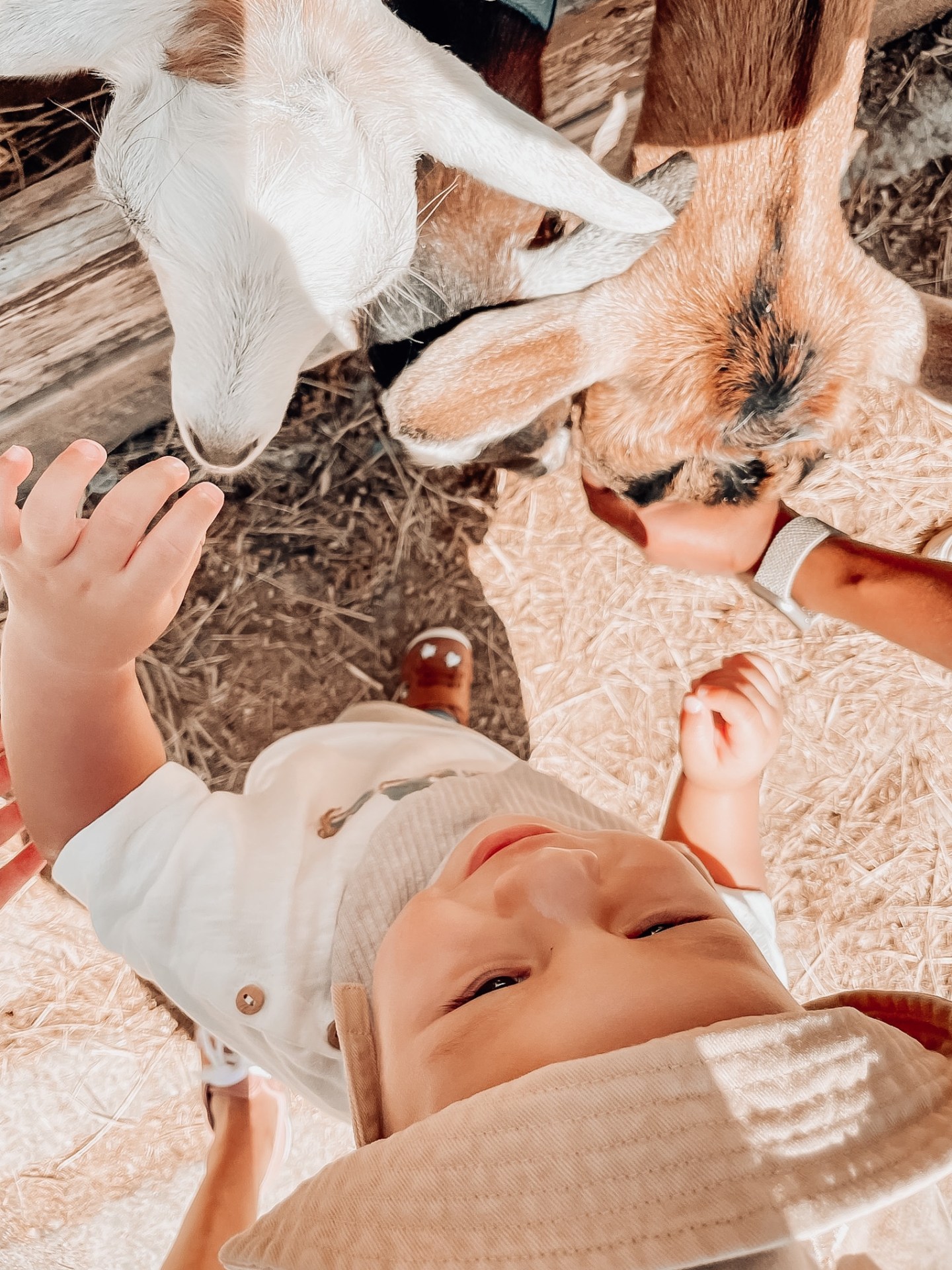 Virginia Beach Petting Zoo